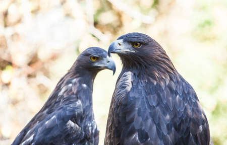 Couple of Iberian Golden eagles or Aquila chrysaetos, Caceres, Spainの写真素材