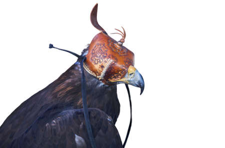 Iberian Golden eagle or Aquila chrysaetos covered with leather hood. isolated over white