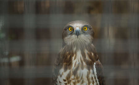 Huge Snake Eagle standing on a fence, Cordoba Zoo, Spain