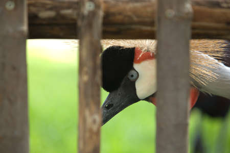 Crowned crane, Balearica regulorum, behind the wooden fence, closeup