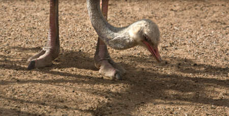 A beautiful wild African female Ostrich head portrait grazing and feeding in a Zooの写真素材