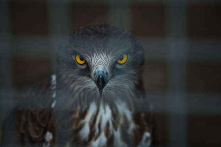 Huge Snake Eagle standing on a cage, Cordoba Zoo, Spainの写真素材