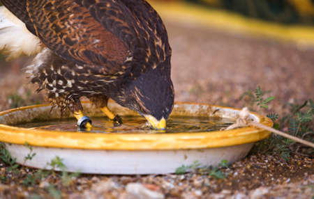 Harris Hawk or Parabuteo unicinctus, a medium-large bird of prey which breeds from the southwestern United States south to Chile and central Argentina.の写真素材