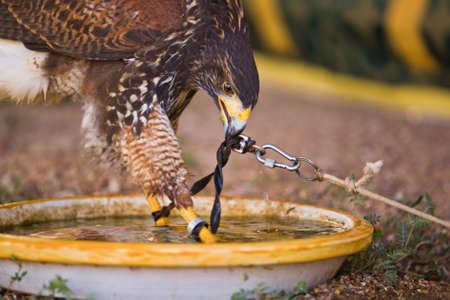 Harris Hawk or Parabuteo unicinctus, a medium-large bird of prey which breeds from the southwestern United States south to Chile and central Argentina.の写真素材