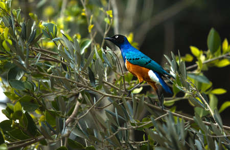 The Superb Starling (Lamprotornis superbus) is a member of the starling family of birds. It can...