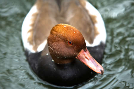 Red Crested Pochard - Netta rufina Male on waterの写真素材