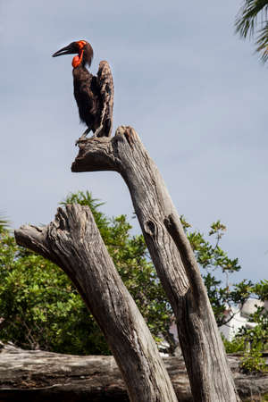 Southern Ground-hornbill perched over a dry branchの写真素材