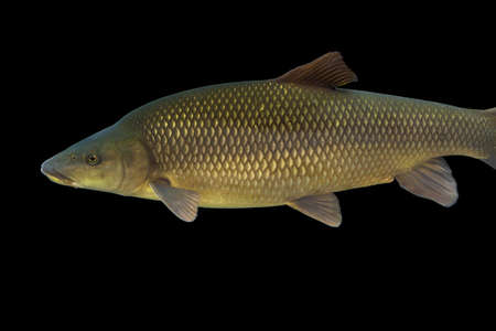 Common barbel, Barbus barbus, is a species of freshwater fish, abundant in Guadiana River, Spainの写真素材