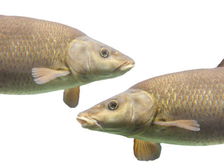 Common barbel, Barbus barbus, is a species of freshwater fish, abundant in Guadiana River, Spain