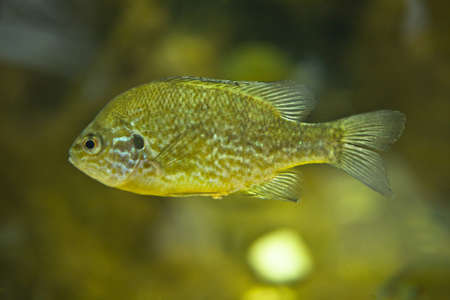 A pumpkinseed sunfish or Lepomis gibbosus swimming in fresh water. close up