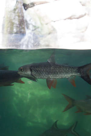 River fish under water surface line of aquarium