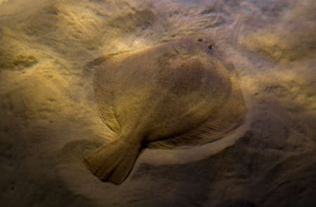 The turbot lives in coastal waters up to depths of about 80 m on sandy or rocky bottoms.の写真素材