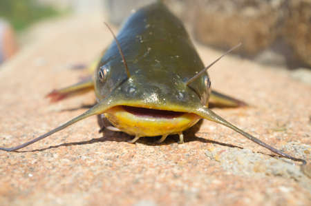 Black bullhead or black bullhead catfish, Ameiurus melas out of water. Freshwater fish, invasive species in Guadiana River, Spainの写真素材
