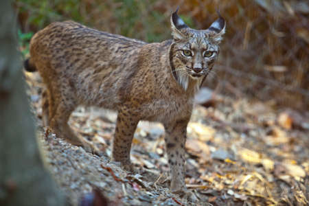 Iberian lynx or Lynx pardinus at wild life parkの写真素材