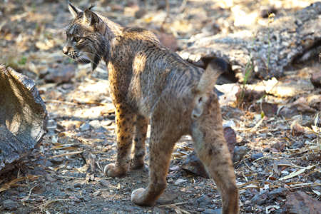 Iberian lynx or Lynx pardinus at wild life parkの写真素材