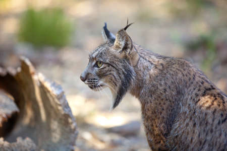 Iberian lynx or Lynx pardinus at wild life parkの写真素材