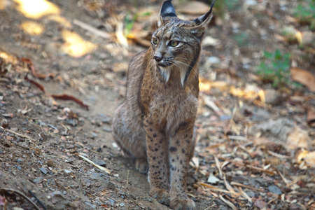 Iberian lynx or Lynx pardinus at wild life parkの写真素材