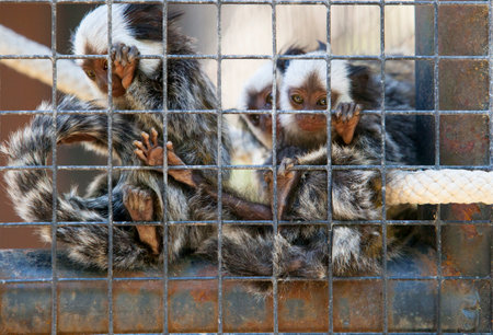 Family of tufted-eared Marmosets behind the cage of zooの写真素材