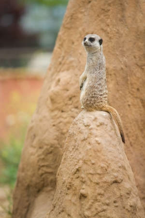Portraits of meerkats or Suricata suricatta. Meerkat family in zoo Cordoba, Spainの写真素材