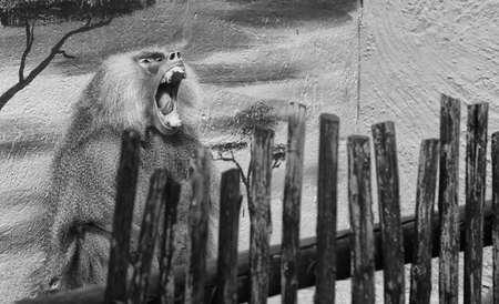 A hairy baboon opens his mouth for a big yawnの写真素材