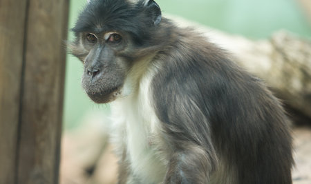 Portrait of a Shy Monkey, Cordoba Zoo, Spain