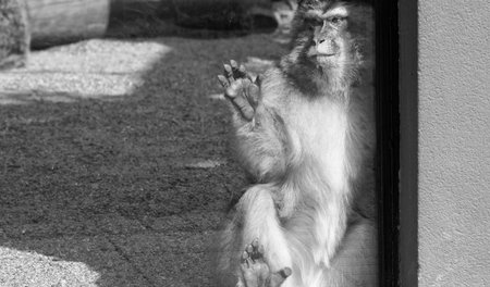A tail-less macaque, found in the Atlas Mountains of Algeria and Morocco with a small, possibly...
