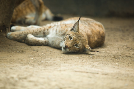 The Eurasian lynx ranges from central and northern Europe across Asia. Since the beginning of the 20th century, the Eurasian lynx was considered extinct in the wild.の写真素材