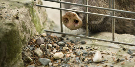 A collared peccary or javelina that has been rooting in the dirt with its nose. Collared peccaries...