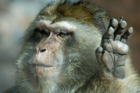 A tail-less macaque, found in the Atlas Mountains of Algeria and Morocco with a small, possibly...