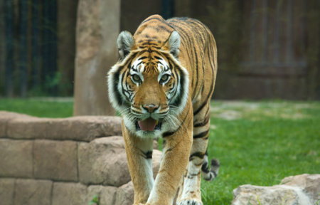 The big Bengal tiger growls in the Cordoba zoo, Spainの写真素材