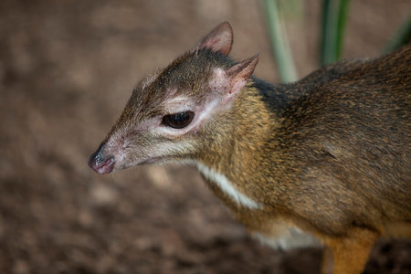 Mouse deer grazing or Tragulus javanicus. close-up shotの写真素材
