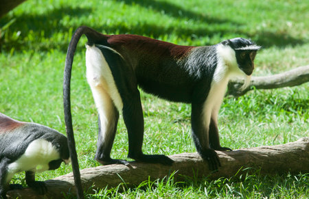 Roloway monkey or Cercopithecus roloway walking over a branch