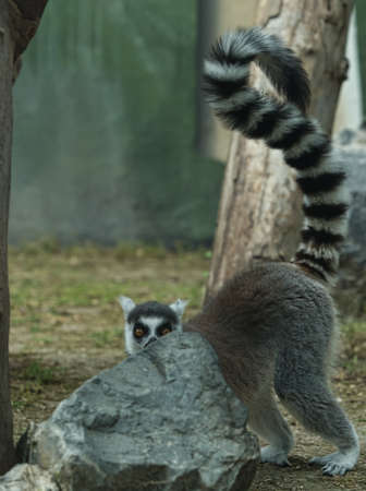 Ring-tailed Lemur behind a rock, Cordoba Zoo, Spain