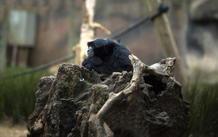 Bored siamang on a trunk in the zoo