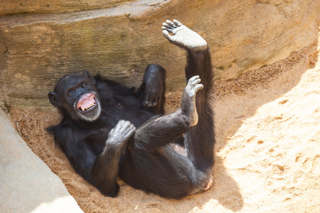 Central Chimpanzee on the ground resting with funny expression
