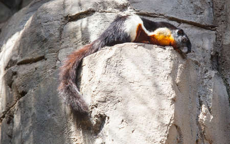 Prevosts Squirrel or Callosciurus prevostii resting on the rocks