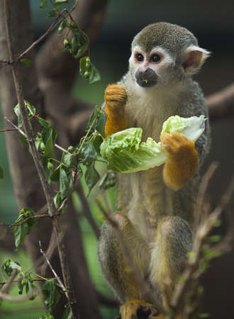 A cute and small titi monkey in Cordoba Zoo, Spain