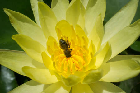 Bee over Mexican waterlily. Highly problematic invasive specie in european riversの写真素材