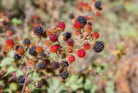 Elmleaf blackberry or thornless blackberry in late summer. Alpujarras, Spainの写真素材
