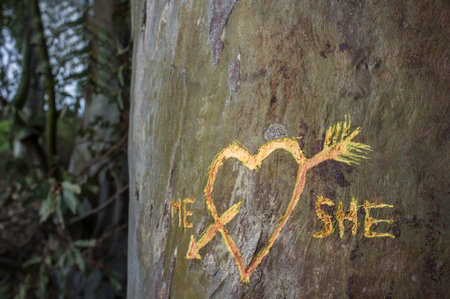 Birch tree with carved heart crossed by a love arrow and written words me and she. This has been freshly cut with knifeの写真素材