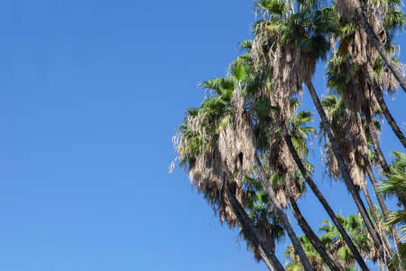 Background of coconut palm trees against blue skyの写真素材