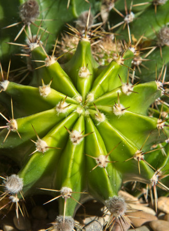 Close up of a green prickly cactus, Huelva, Spain