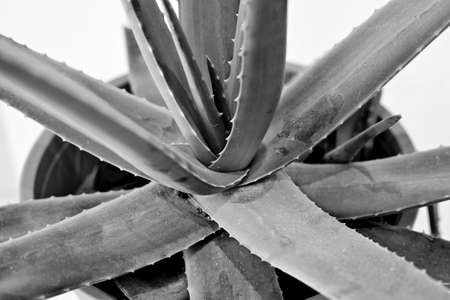 Aloe vera plant in pot, closeup of stemの写真素材