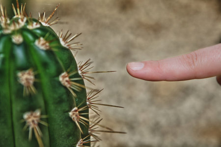 A finger about to get pricked by a cactusの写真素材