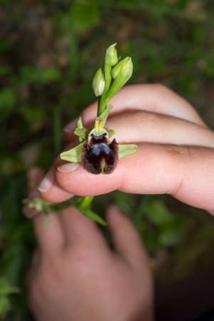 Hand holds Ophrys sphegodes also known as early spider-orchid. Valverde de Leganes, Extremadura, Spainの写真素材