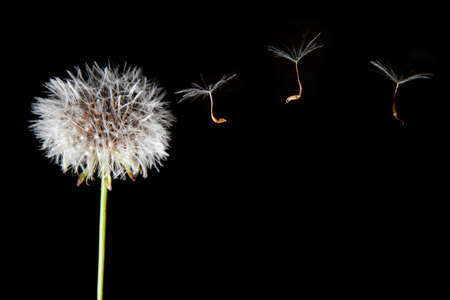 Dandelion seeds flying over black background. Closeup of seeds joined and separated by the stemの写真素材