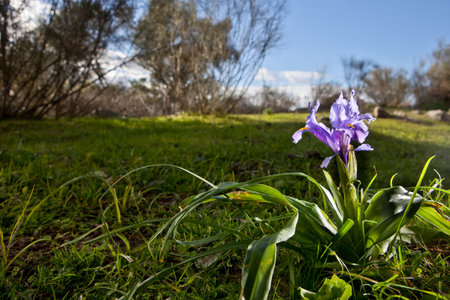 Purple Iris flower bloom, found on a plant growing wild. iris planifolia