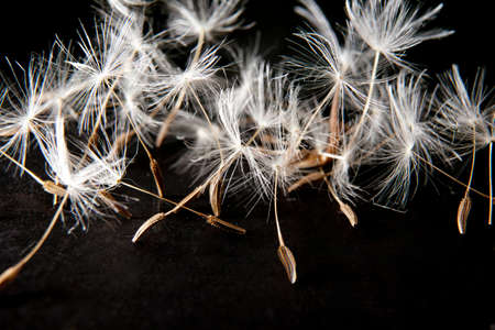 Dandelion seeds over black background. Closeup of seeds separated from stemの写真素材