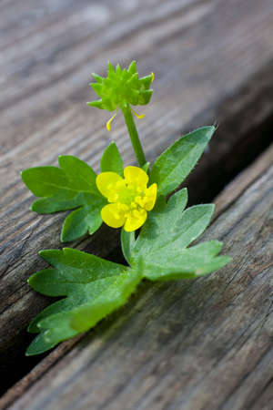 Little wild plant over wooden weathered background. macro-shot