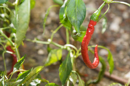 ripe chili peppers hang on a plant outdoor, Cordoba, Spain